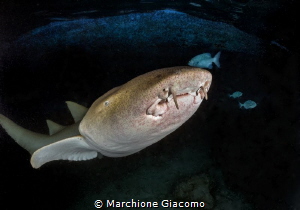 Nurse shark , the face .
Nikon D800E , 16mm fish eye by Marchione Giacomo 